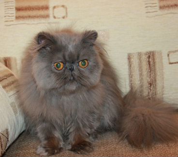 Кошечка персидская