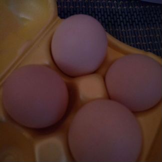 Инкубационное яйцо бресс-гальская порода и орловск