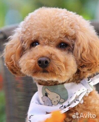 Той пудель РКФ вязка