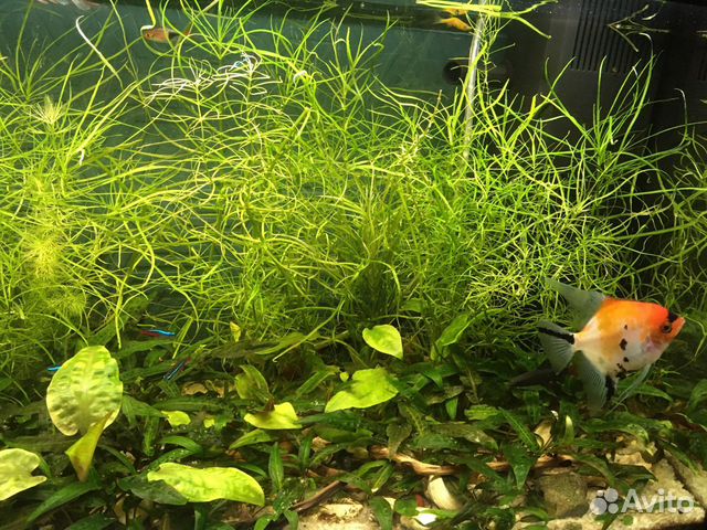 Криптокорина, погостемон роголистник и др для