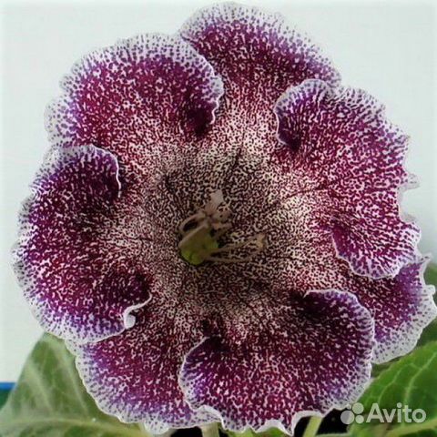 Глоксиния Черри Близард