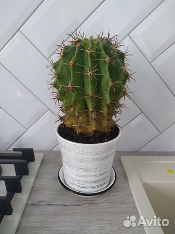 Кактус свежепересаженный