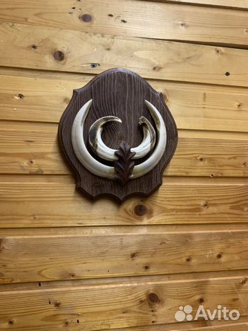 Клыки кабана,карандашницы и пепельницы из копыт