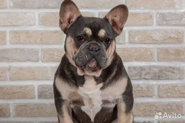 Каспер - квадро кобель для вязки