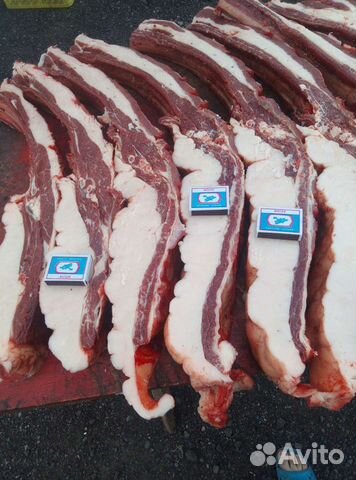 Конина забой 9 сентября