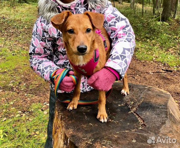 Маленькая рыжая собачка в дар