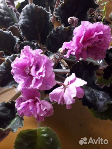 Домашняя цветущая Фиалка(сенполия)