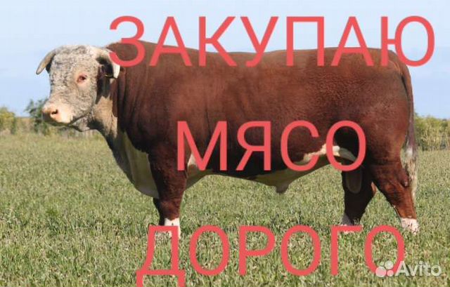 К.Р.С. на мясо(вынужденный забой)