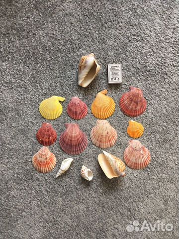 Морские ракушки раковины аквариумный декор