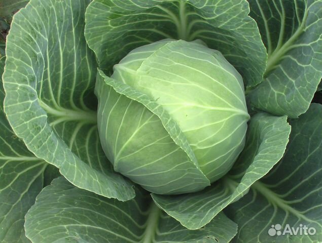 Рассада капусты Июньская фермерская