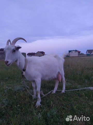 Зааненская коза