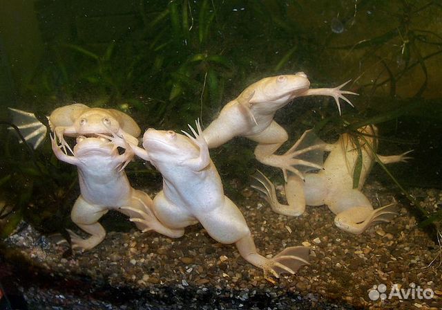 Шпорцевые лягушки. Аквариум. Фильтр. Коряга. Фон