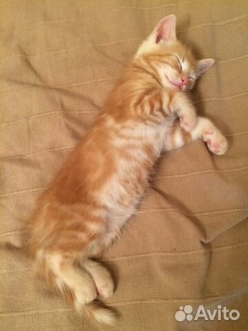 Кому розовоносое счастье в дом Кому розовоносое счастье в дом