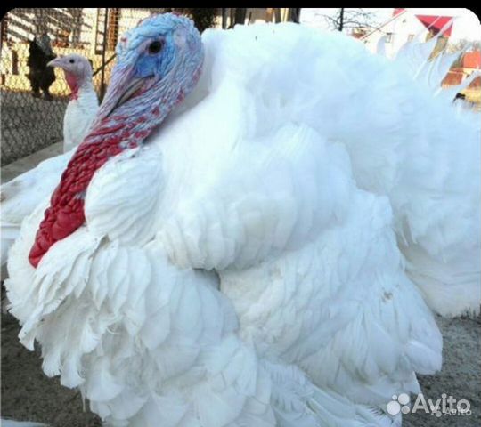 Индюшата BIG 6 и бронзовые, цыплята, гусята купить на Зозу.ру - фотография № 2
