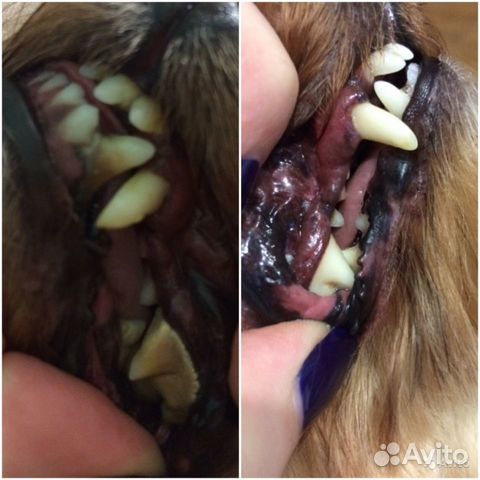 Груминг (стрижка собак, кошек), узи чистка зубов