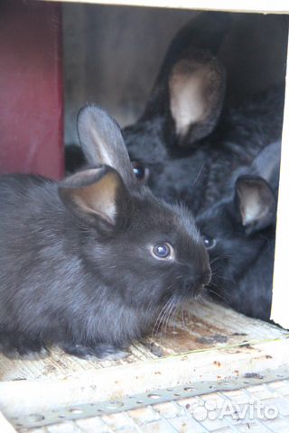 Кролики лучших мясных пород на племя купить на Зозу.ру - фотография № 4