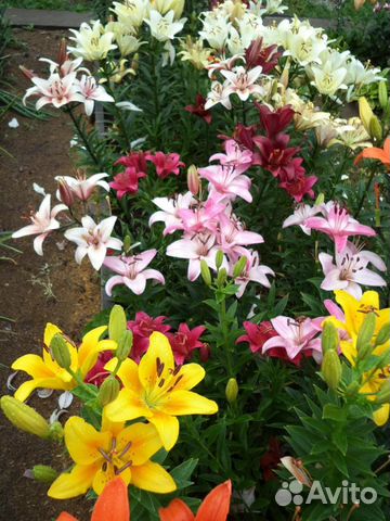 Лилии луковицы на посадку