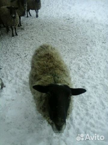 Романовские бараны овцы купить на Зозу.ру - фотография № 3