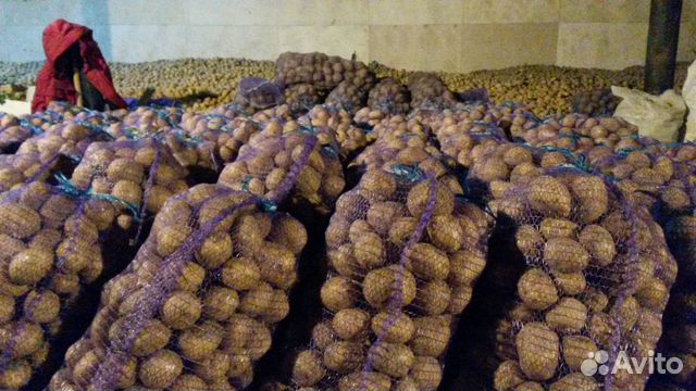 Картофель