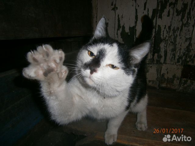 Котик станет Вам добрым другом купить на Зозу.ру - фотография № 1