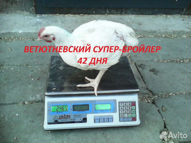 Ветютневский Супер-бройлер купить на Зозу.ру - фотография № 7