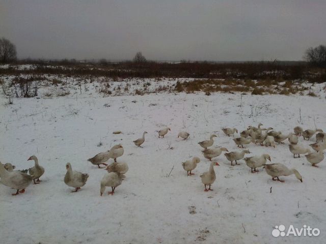 Панкрушиха Алтайский Край Купить Инкубационное Яйцо Гусей