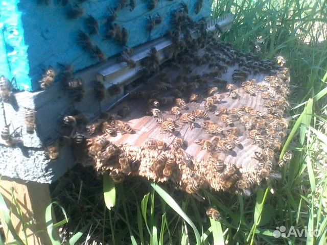 Пчелы Пчелосемьи Отводки купить на Зозу.ру - фотография № 1