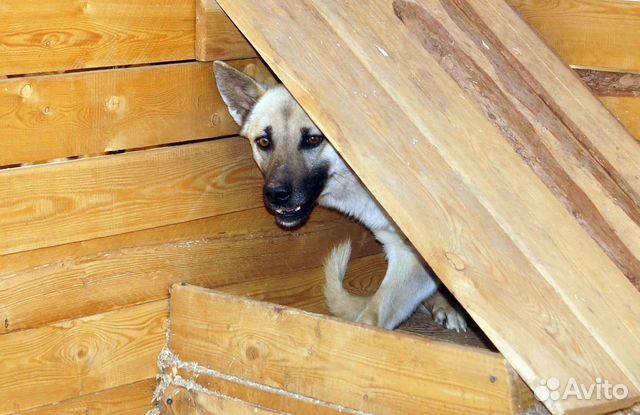 Молодой красивый пёс в свой дом купить на Зозу.ру - фотография № 3