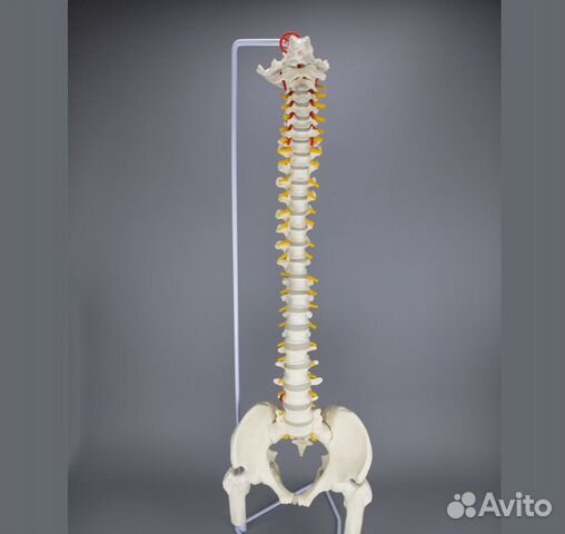 Модель позвоночника с тазом и головками бедренных Модель позвоночника с тазом и головками бедренных