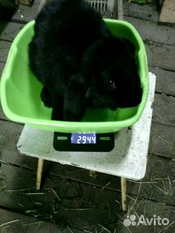 Кролики породы Французский баран, Калифо купить на Зозу.ру - фотография № 2