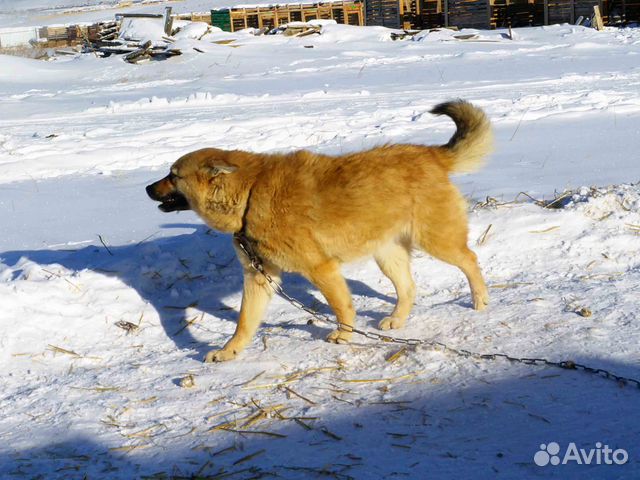 Отличная жизнерадостная собака ищет дом, стерильна купить на Зозу.ру - фотография № 3