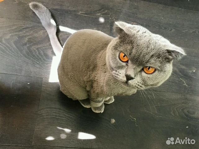 Стрижка собак и кошек