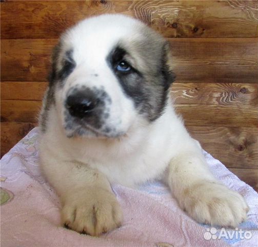 Купить Алабая В Орловской Области