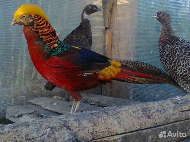 Павлины,фазаны,смеющиеся горлицы купить на Зозу.ру - фотография № 1