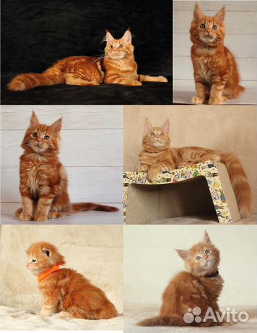 Мейнкун кот красный солид окраса d для вязки купить на Зозу.ру - фотография № 10