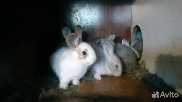 Кролики,крольчата купить на Зозу.ру - фотография № 3