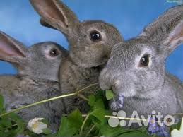 Экологически чистое мясо кролика