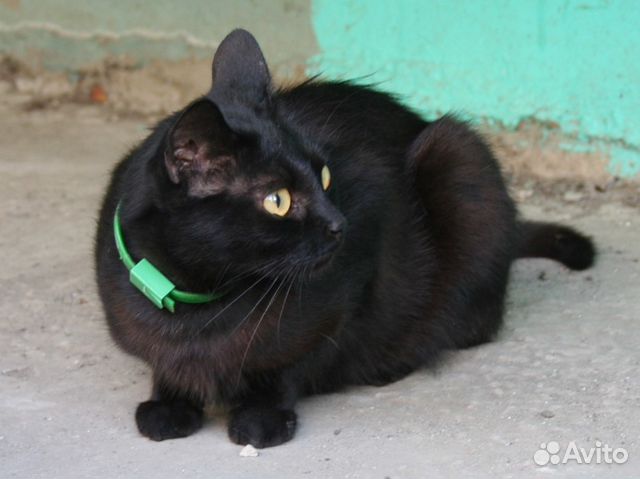 Молодая стерилизованная кошка-мышеловка ищет дом купить на Зозу.ру - фотография № 2
