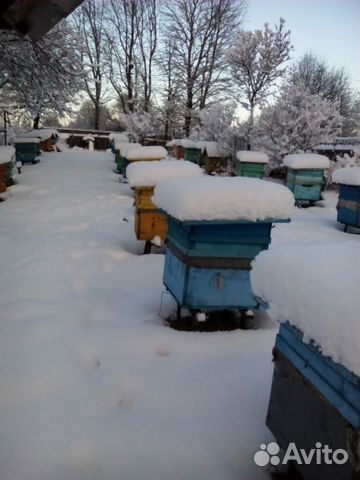 Пчелопакеты среднерусской пчелы купить на Зозу.ру - фотография № 8