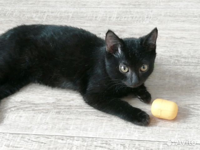 Чёрный котик-подросток