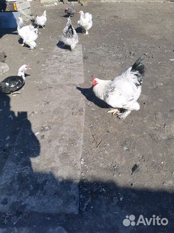Цыплята и яйца для инкубатора 