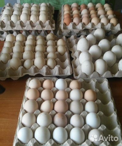 Продаю инкубационное яйцо купить на Зозу.ру - фотография № 1