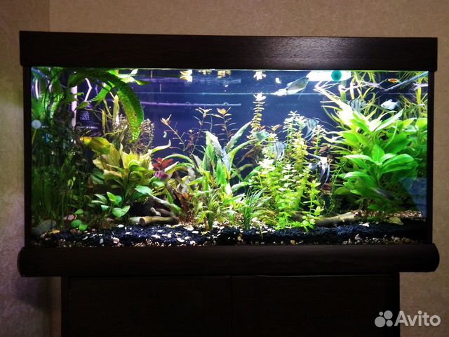 Продам аквариум со всеми растениями и обтателями