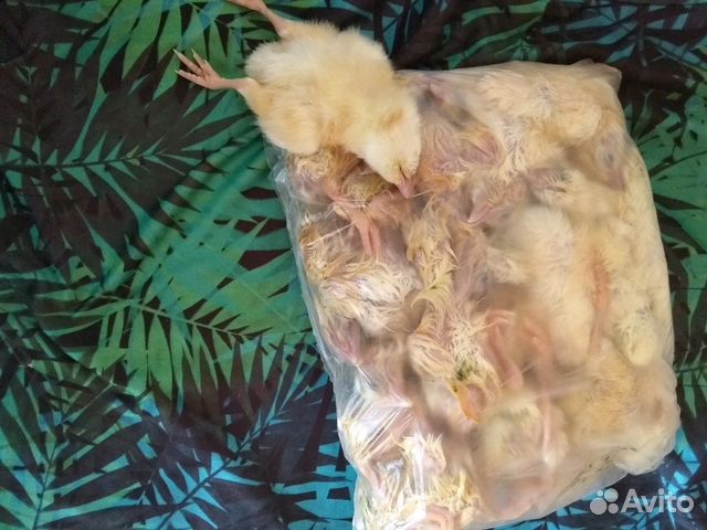 Цыплята суточные -корм для животных купить на Зозу.ру - фотография № 2