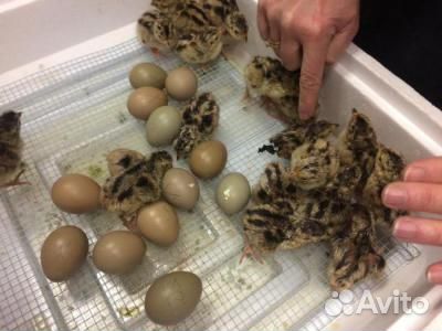 Яйца охотничьих фазанов, фазанята купить на Зозу.ру - фотография № 1