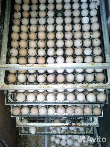 Инкубатор на 900 яиц купить на Зозу.ру - фотография № 2