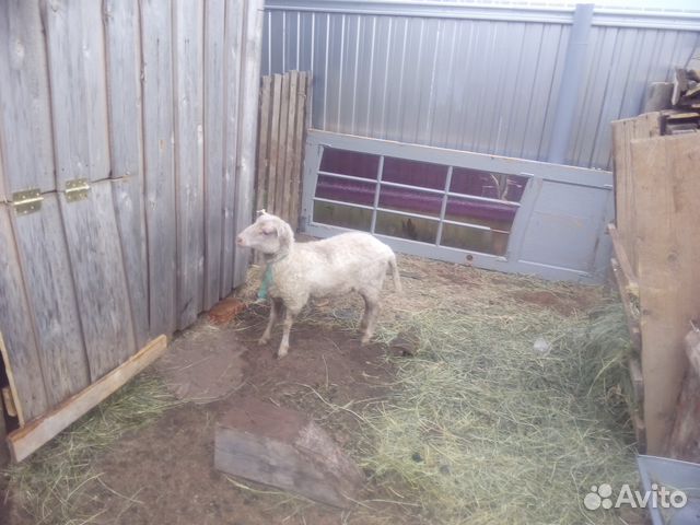 Овцы и ягнята купить на Зозу.ру - фотография № 2