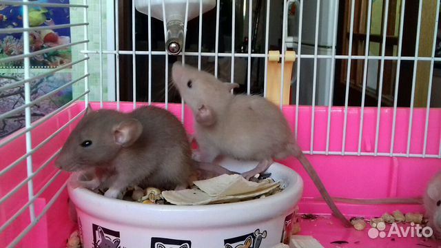 Крысята Дамбо шоколадные и бежевые Крысята Дамбо шоколадные и бежевые