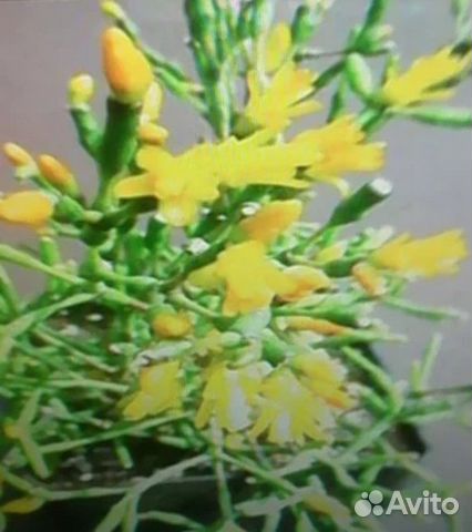 Оленьи рожки Хатиора Оленьи рожки Хатиора