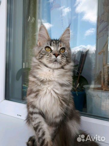 Чтстопородные котята Мэйн- Кун купить на Зозу.ру - фотография № 8